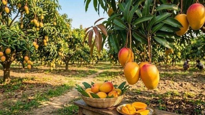 Mango-20260613173509