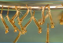 ডেঙ্গু প্রতিরোধে নতুন সম্ভাবনার আশা