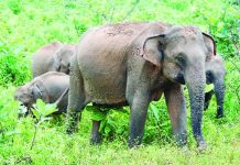 কমছে হাতি বাড়ছে সংঘাত, ১৪ বছরে ক্ষতিপূরণ প্রায় ১৩ কোটি ৭৭ লাখ টাকা