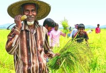 কৃষকদের জন্য বিশাল সুখবর, মেগা প্রণোদনা ও কৃষক কার্ডের সুবিধা