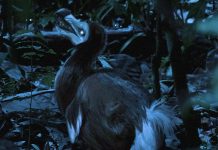 ডোডো পাখি আসলেই বোকা ছিলো?