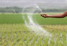 মরক্কো থেকে ৭০ হাজার টন সার আমদানি করবে সরকার