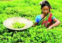 সীমান্ত দিয়ে চোরাইপথে আসছে নিম্নমানের চা