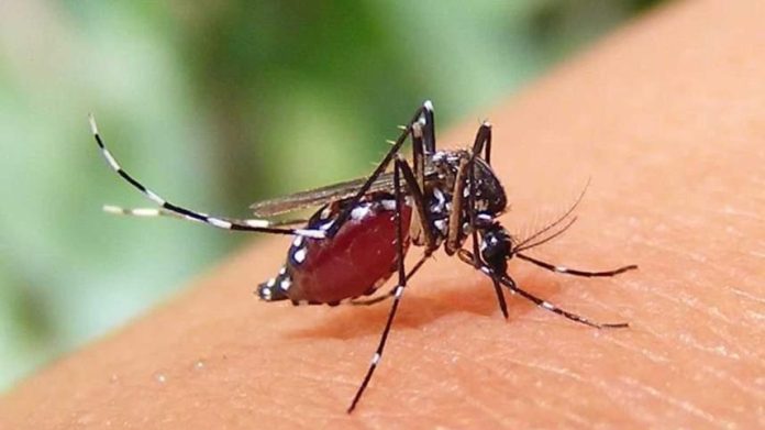 dengue-story_ds