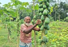 ৯৫ বছরেও হাল ছাড়েননি রুস্তম, পেঁপে চাষে সপ্তাহে আয় দুই হাজার