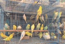 পাখি আমদানির আড়ালে শত শত কোটি টাকা পাচারের অভিযোগ, বন কর্মকর্তাদের বিরুদ্ধে অনুসন্ধানে দুদক