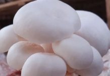 মাশরুম চাষ কি বাড়ছে, এটিই কি ব্যাঙের ছাতা?