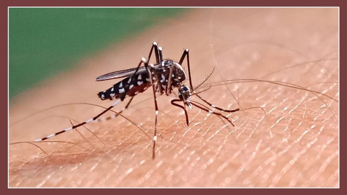 Dengue
