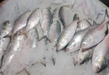 সরকারি উদ্যোগে বাড়বে ইলিশের উৎপাদন
