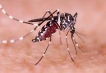 ২৪ ঘণ্টায় ডেঙ্গুতে আরও ৬ জনের মৃত্যু, হাসপাতালে ভর্তি ১৬০৮
